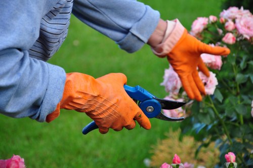 Local hedge trimming service for Putney homes and boundaries
